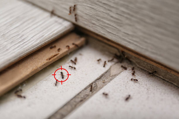 Best Pest Inspection Near Me  in , MS